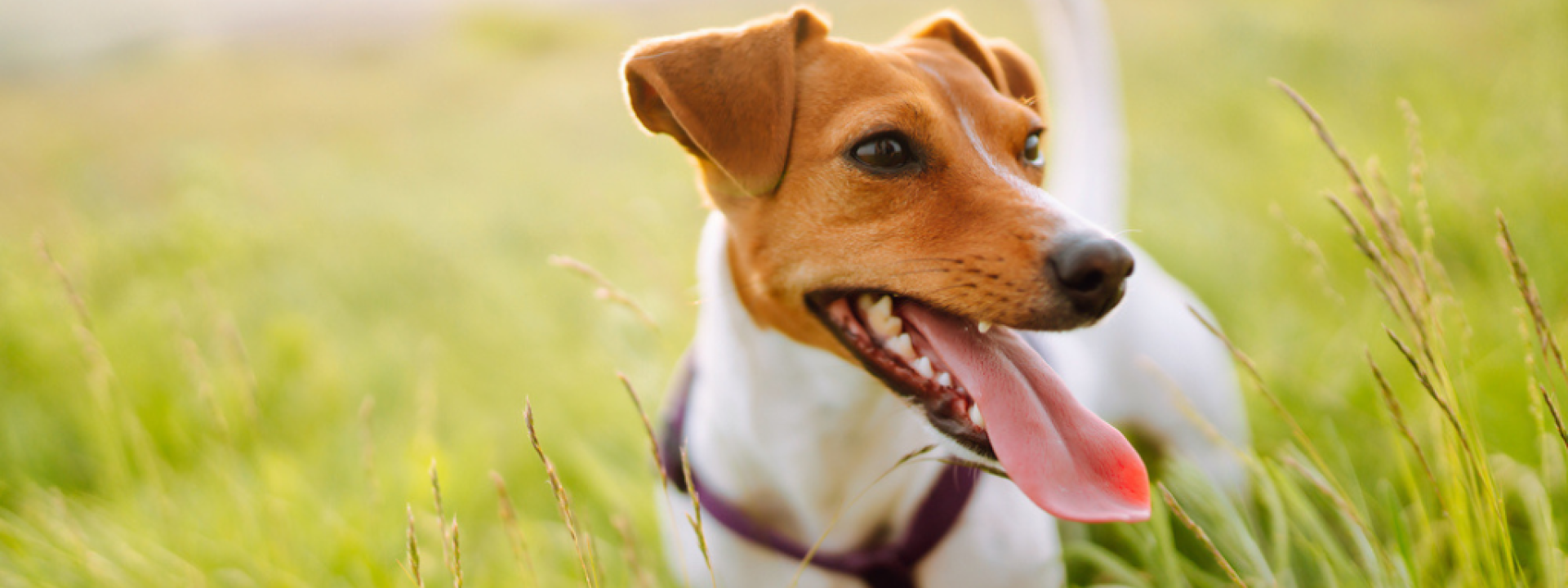 Happy active dog, jack russell playing in the park.