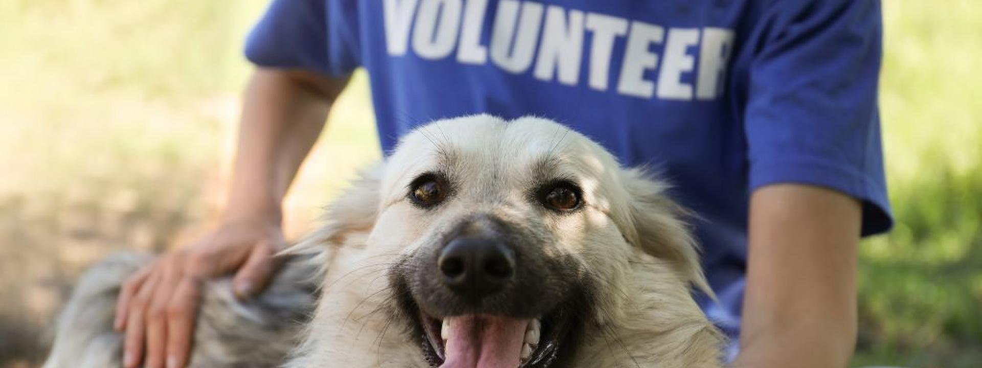Giving Tuesday: 4 Ways to Support Pet-Related Organizations Blog
