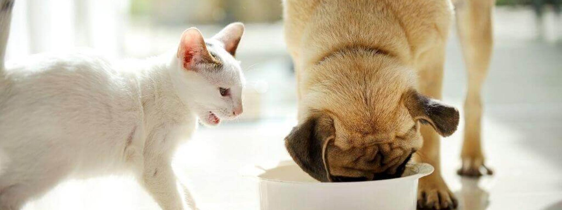 healthy treats for cats and dogs