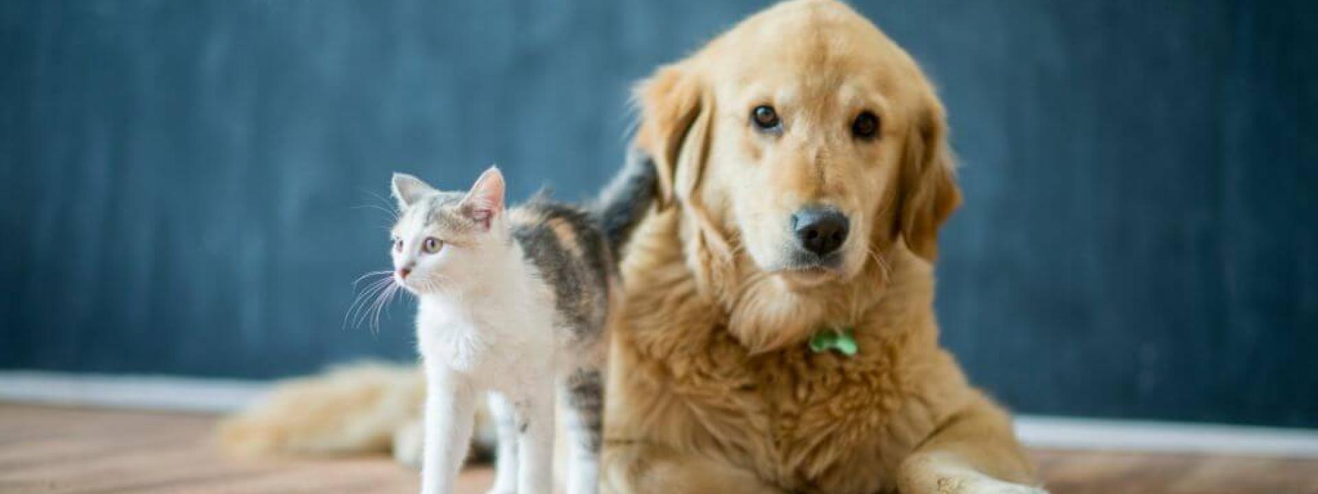 Dog laying on ground, with cat standing next to it 