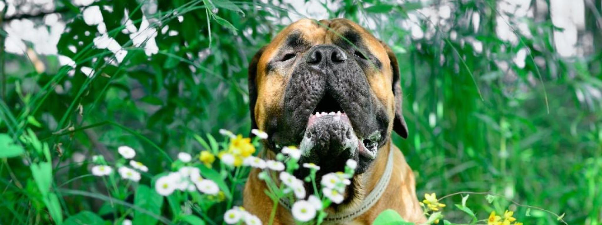 Bullmastiff surrounded by tall grass, leaves and flowers