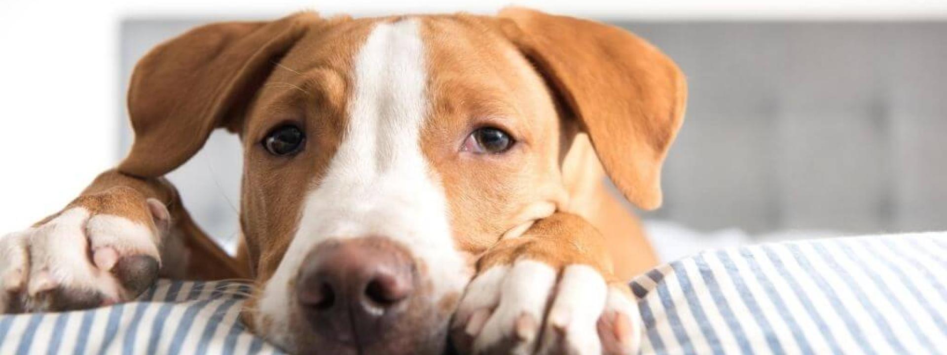 prevention and treatment of parvovirus