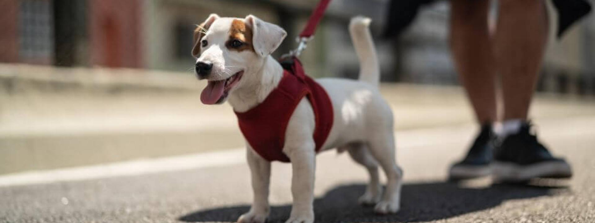 Small dog in a red harness walking on hot pavement, at risk for paw pad burns