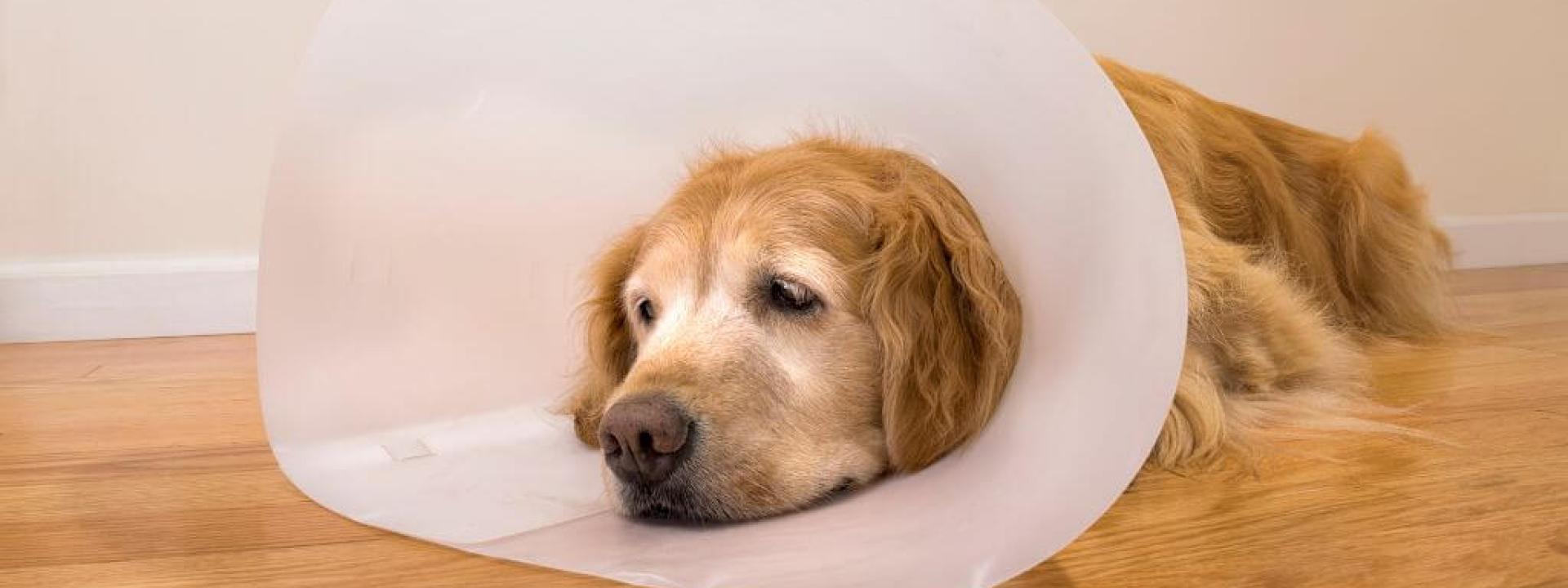 Dog recovering, wearing e-collar