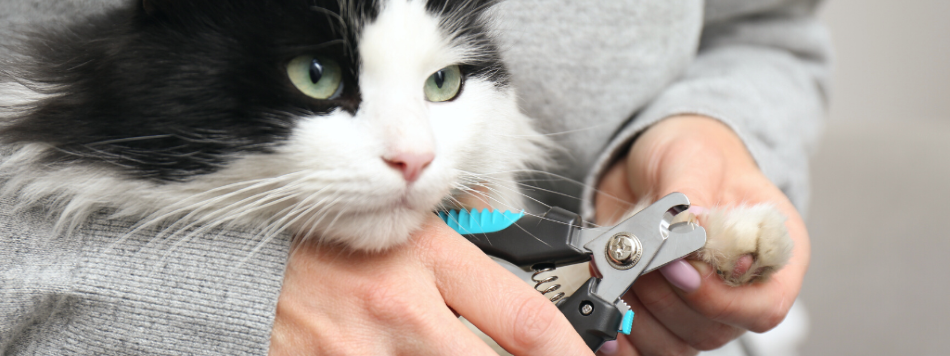 Woman cutting claws of cute cat with clipper on grey background