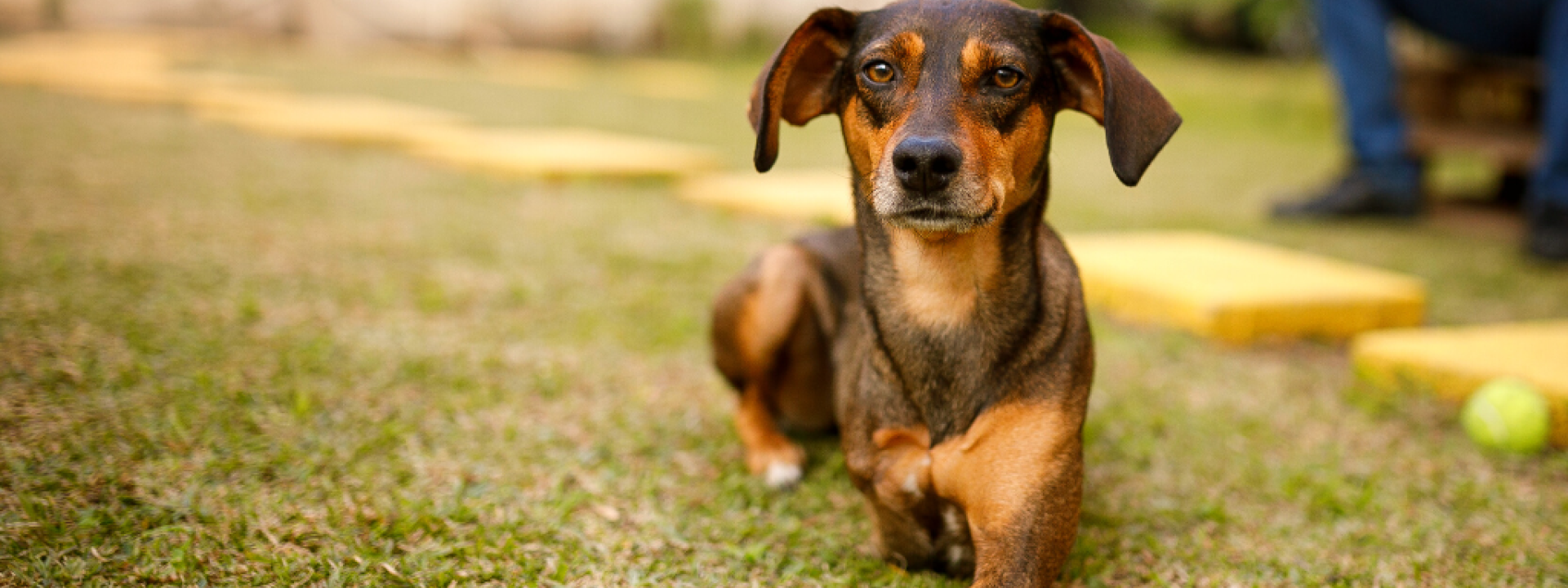 Tripod dogs and stairs on sale