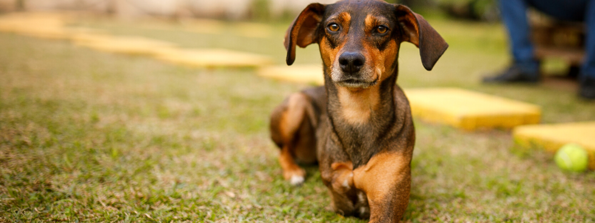 A dog with three legs