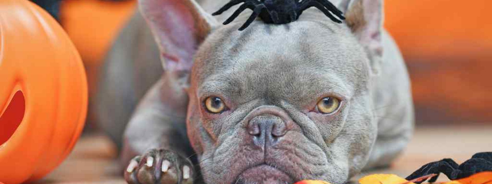 Managing the Scary Sounds of Halloween: How to Help a Dog with Noise Aversion Gray french bull dog laying on the porch with a fake spider on its header for Halloween