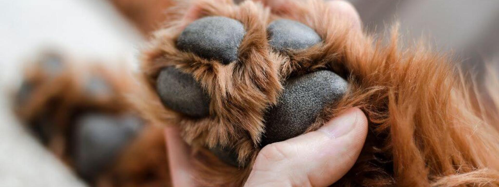 Close up of a brown dog's paw pads being examined by their owner