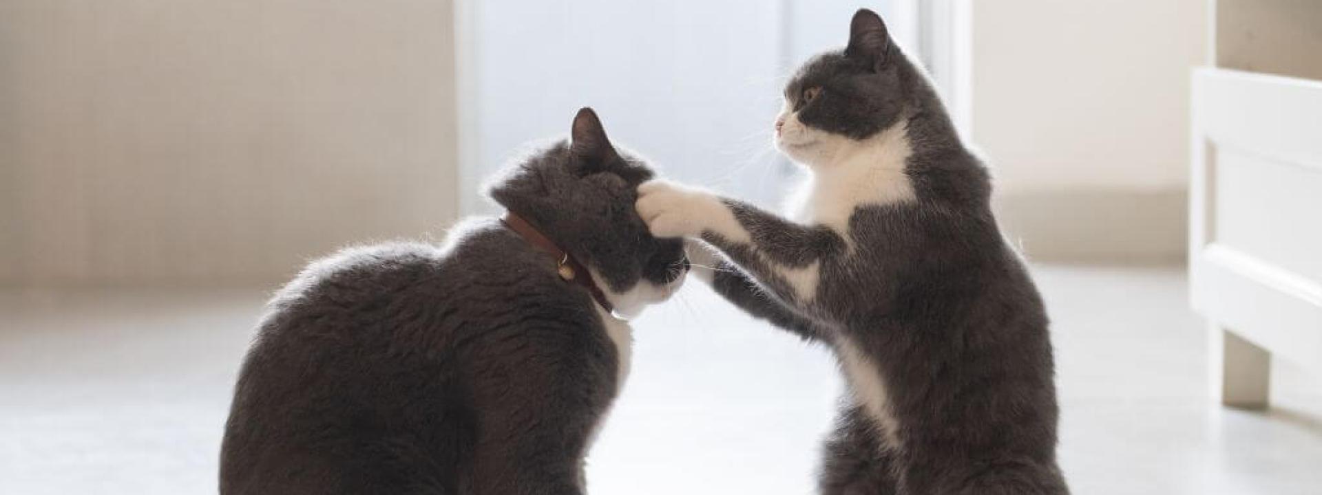 Two cats play fighting inside their home