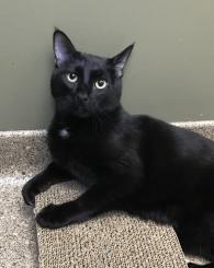 Midge at Ancare Vet Hospital