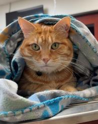 Tater at Ancare Vet in La Salle, IL
